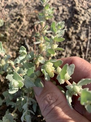 Atriplex muelleri