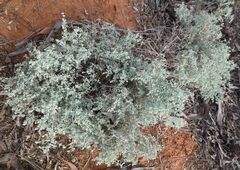 Chenopodium curvispicatum