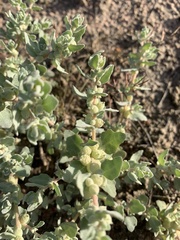 Atriplex muelleri