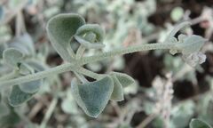 Chenopodium curvispicatum