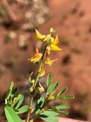 Crotalaria medicaginea