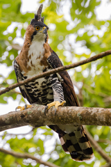 Ornate Hawk-Eagle photo 4