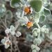 Chenopodium curvispicatum - Photo (c) Petra Hanke, algunos derechos reservados (CC BY-NC), subido por Petra Hanke