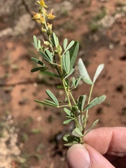 Crotalaria medicaginea