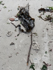 Laminaria hyperborea