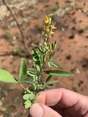 Crotalaria medicaginea