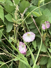 Convolvulus arvensis