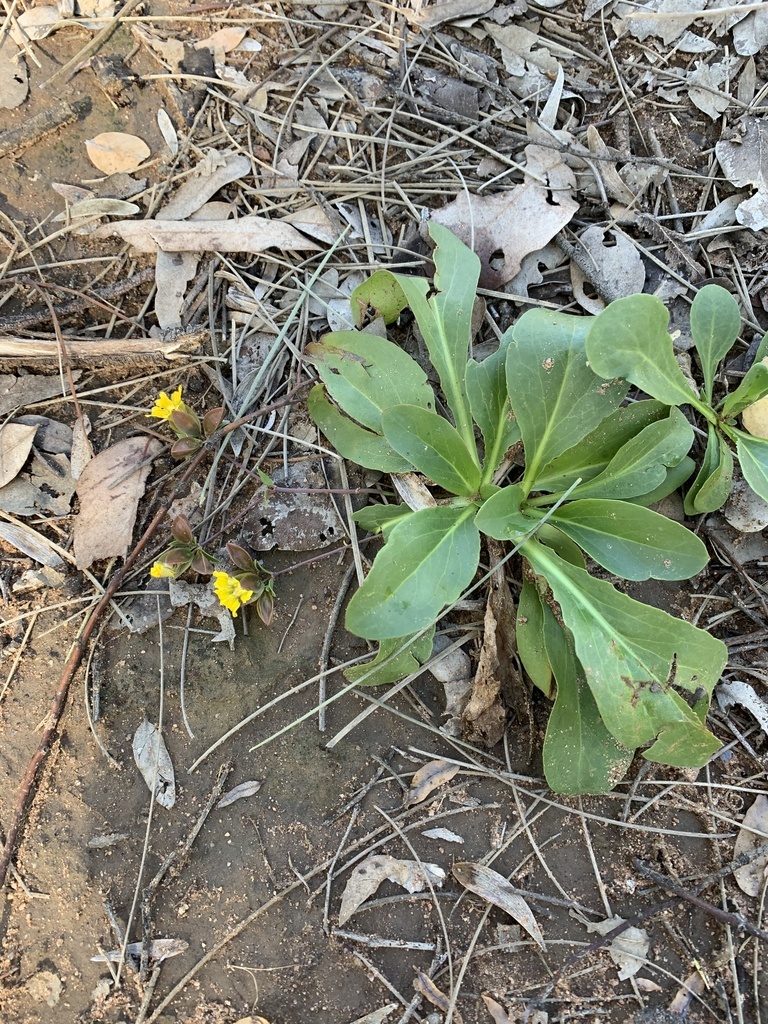 Goodenia macrocalyx