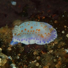 Chromodoris ambigua