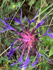 Centaurea triumfettii