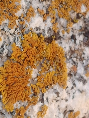 Xanthoria parietina