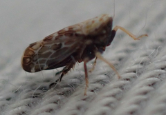 Errastunus ocellaris
