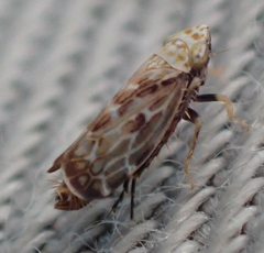 Errastunus ocellaris