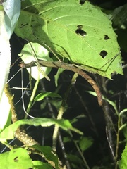 Lopaphus balteatus