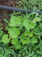 Cucurbita maxima maxima