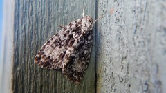 Acronicta fragilis