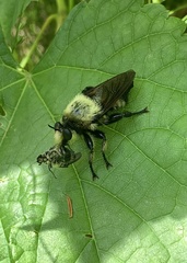 Laphria grossa