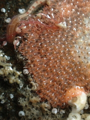 Escharoides coccinea