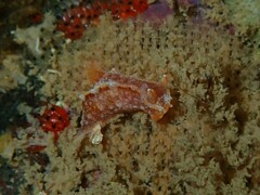 Polycera parvula