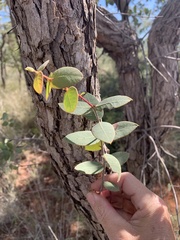 Corymbia setosa