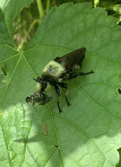 Laphria grossa