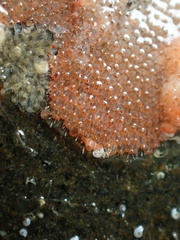 Escharoides coccinea