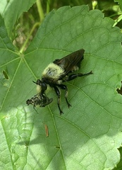 Laphria grossa