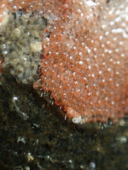 Escharoides coccinea