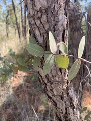 Corymbia setosa