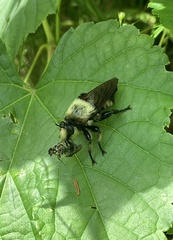 Laphria grossa