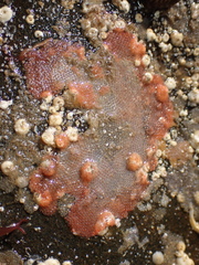 Escharoides coccinea