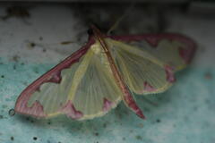 Cadarena pudoraria