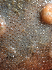 Escharoides coccinea