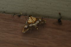Aetholix flavibasalis