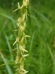 Platanthera tescamnis