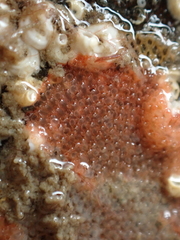 Escharoides coccinea