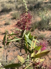 Melaleuca nervosa