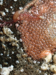 Escharoides coccinea