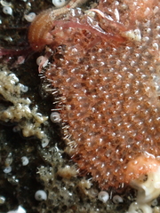 Escharoides coccinea