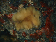 Notoplana australis