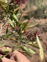 Melaleuca nervosa