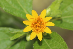 Lasianthaea ceanothifolia