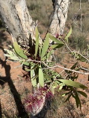 Melaleuca nervosa