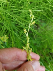 Platanthera tescamnis