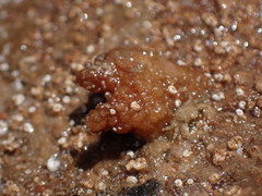 Pyura microcosmus