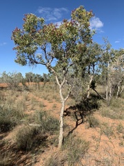 Melaleuca nervosa