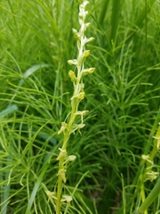Platanthera tescamnis