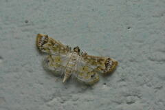 Agrotera barcealis
