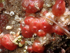 Dendrodoa grossularia