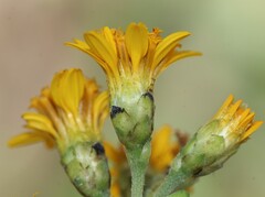 Lasianthaea ceanothifolia
